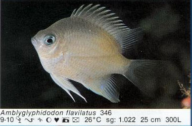 Amblyglyphidodon flavilatus